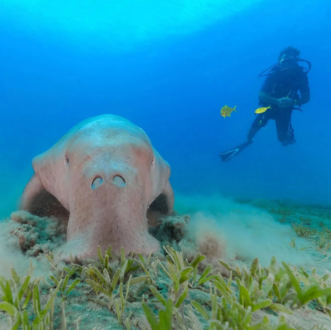 eski-mo|Marine Life in Exmouth: Discover the Wonders of Ningaloo Reef