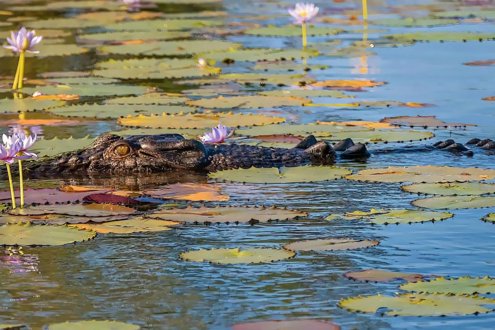 eski-mo | What Are the Best Attractions Near Kakadu? eski-mo | What Are the Best Attractions Near Kakadu?